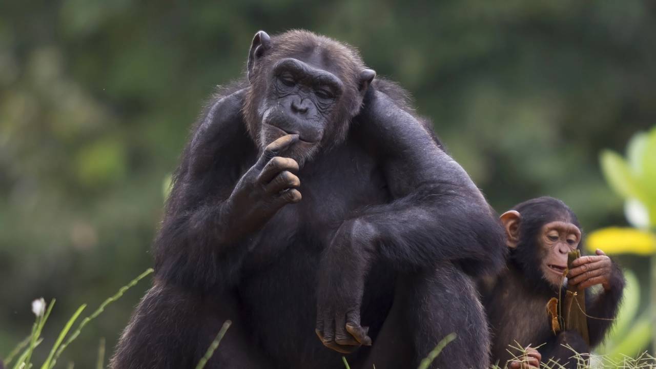 Chimpanzé idosa no leito de morte reconhece cuidador que a acompanhou durante 40 anos