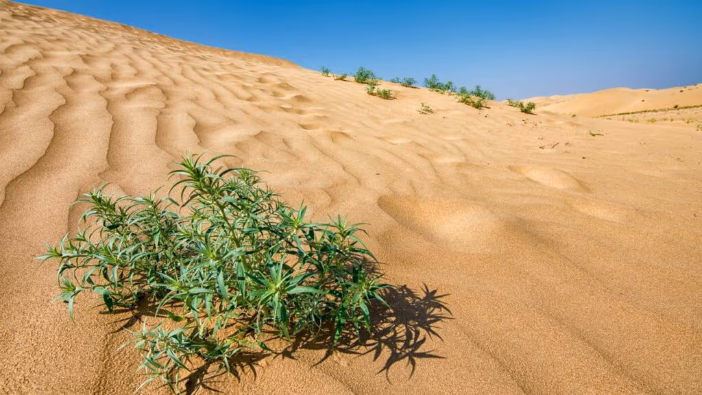 China soltou 1,2 milhões de coelhos em um deserto morto e teve uma consequência que impressionou o mundo