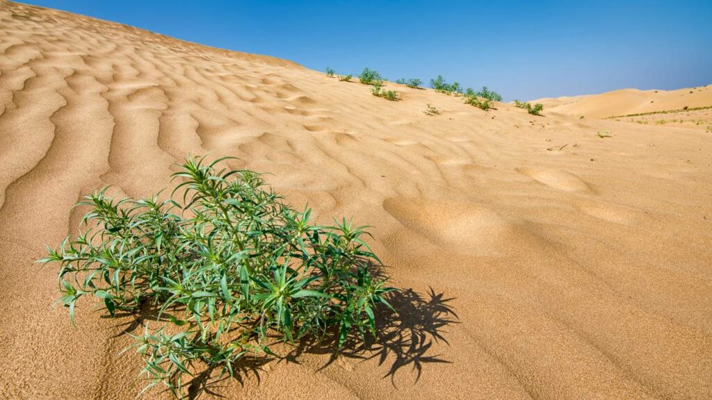 China soltou 1,2 milhões de coelhos em um deserto morto e teve uma consequência que impressionou o mundo