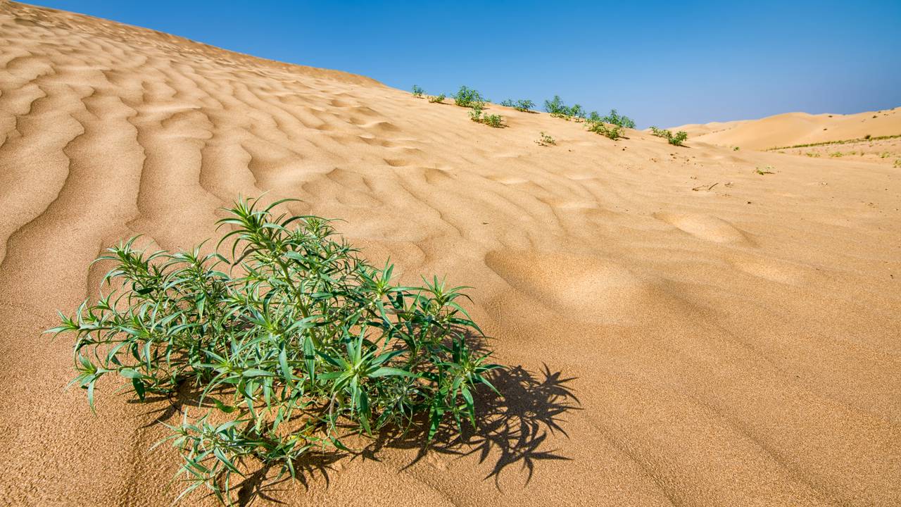 China soltou 1,2 milhões de coelhos em um deserto morto e teve uma consequência que impressionou o mundo