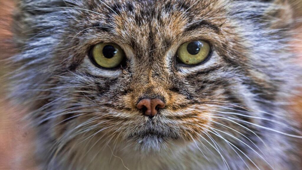 Cientistas arrastaram animal peludo para fora de buraco e descobrem rara espécie de gato