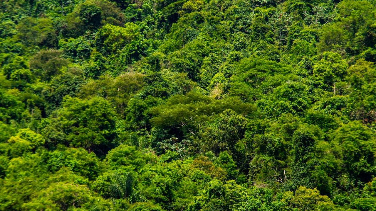Cientistas estão surpresos com floresta africana que cresce e se regenera sem que uma única árvore fosse plantada