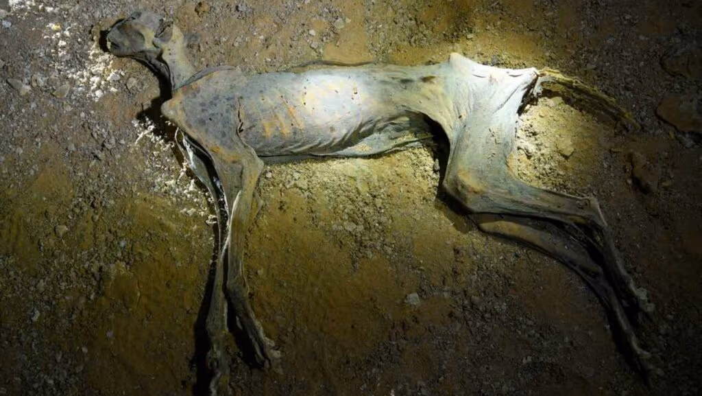 Sete guepardos mumificados são encontrados no deserto saudita