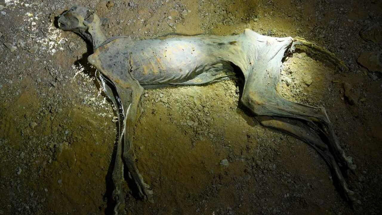 Sete guepardos mumificados são encontrados no deserto saudita