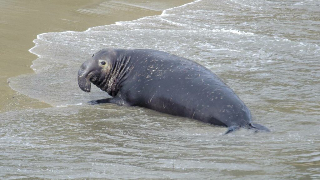 Elefante-marinho ”invade” praia e moradores ficam encantados