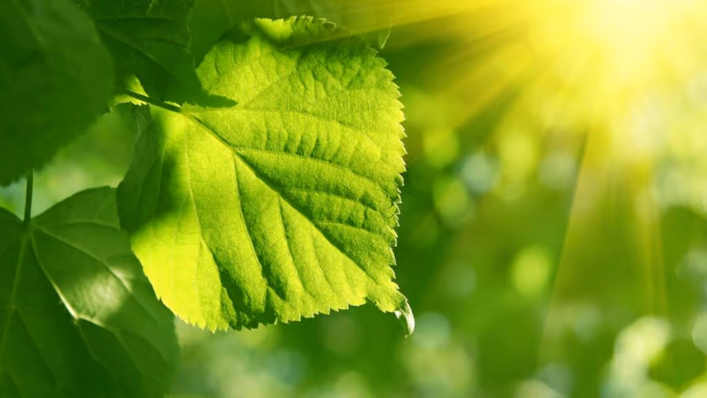 Em experimento que mais parece ficção científica, Japão se aproxima de alcançar a fotossíntese artificial