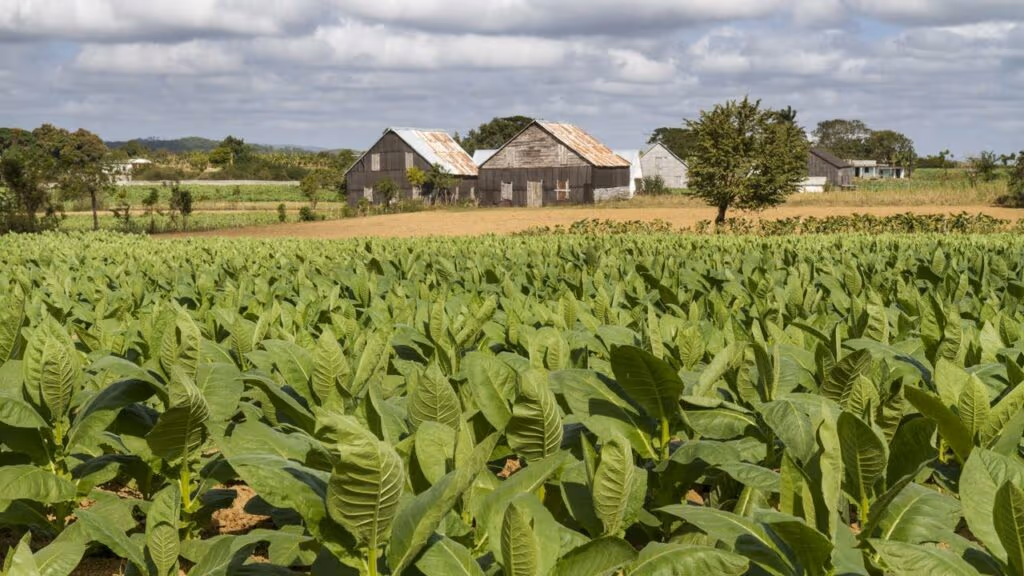 Esse sítio possui apenas 1 hectare e é totalmente autossustentável