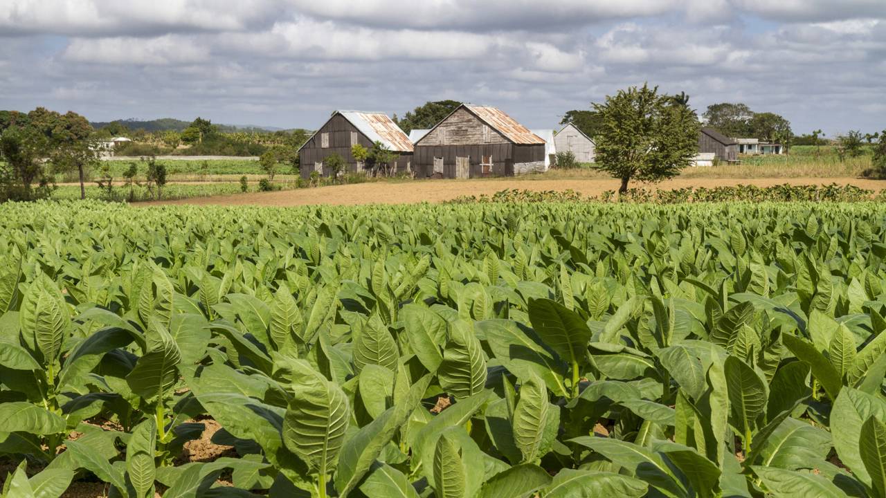 Esse sítio possui apenas 1 hectare e é totalmente autossustentável