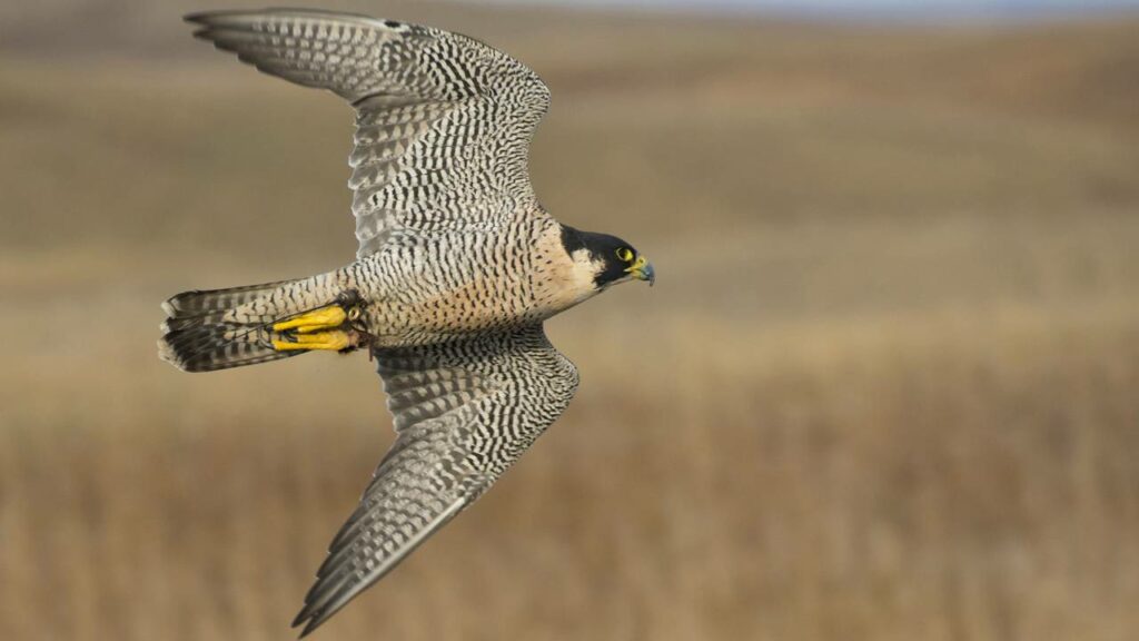 Ele atinge 300 km/h, mas o que realmente impressiona é como escolhe sua presa