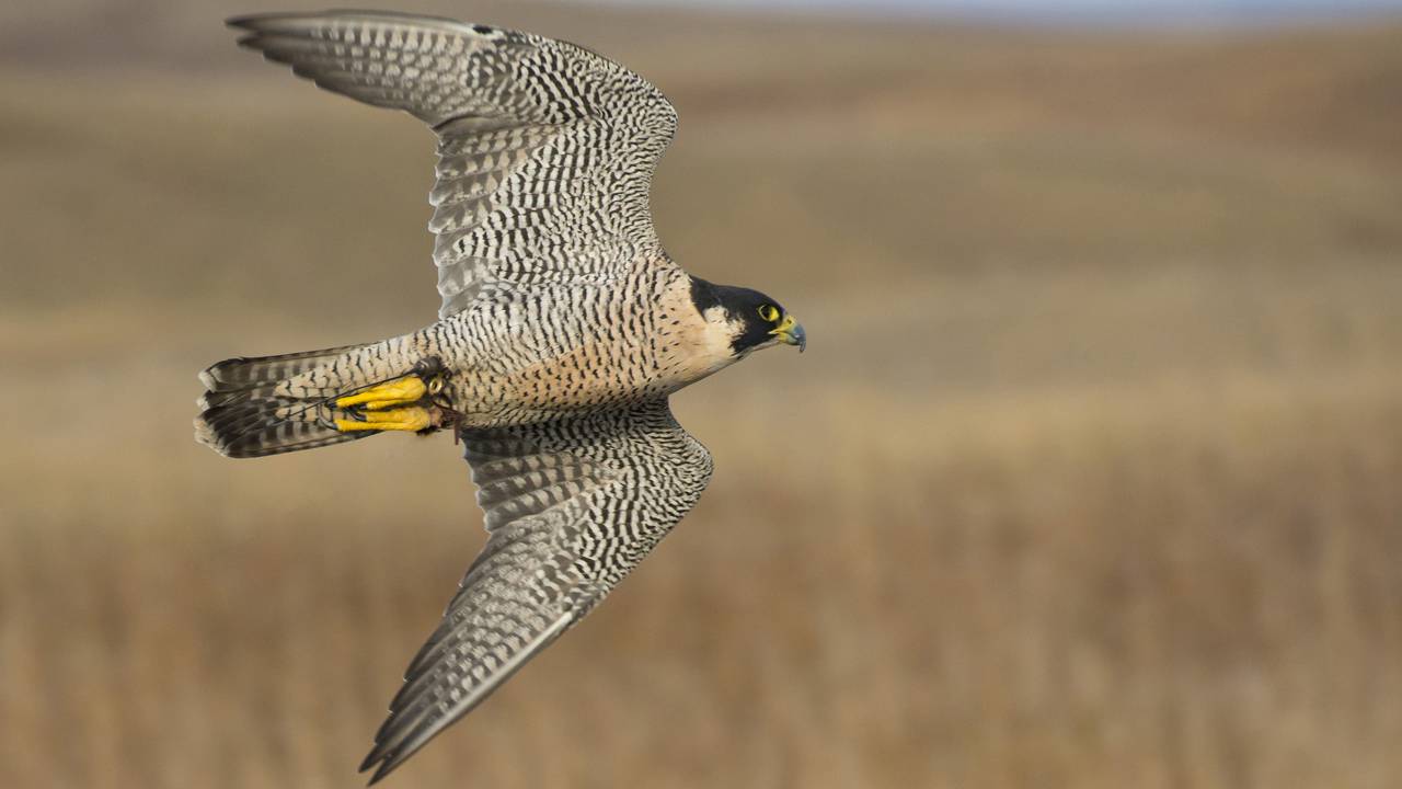 Ele atinge 300 km/h, mas o que realmente impressiona é como escolhe sua presa