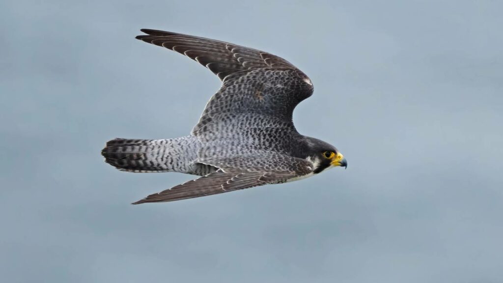 Falcão-peregrino volta às cidades para acabar com a "praga verde"