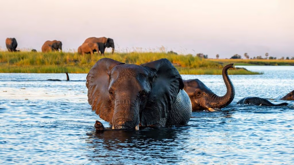 Registro incrível de elefantes brincando durante banho em Reserva viraliza