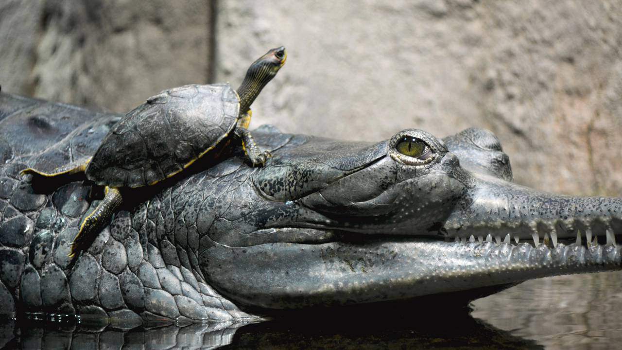 Esse réptil gigante parente dos jacarés sobrevive em só 2 países e está a beira da extinção