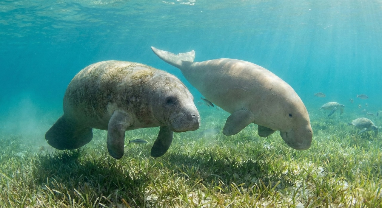 Qual a diferença entre peixe-boi e dugongo e por que não existem dugongos no Brasil?
