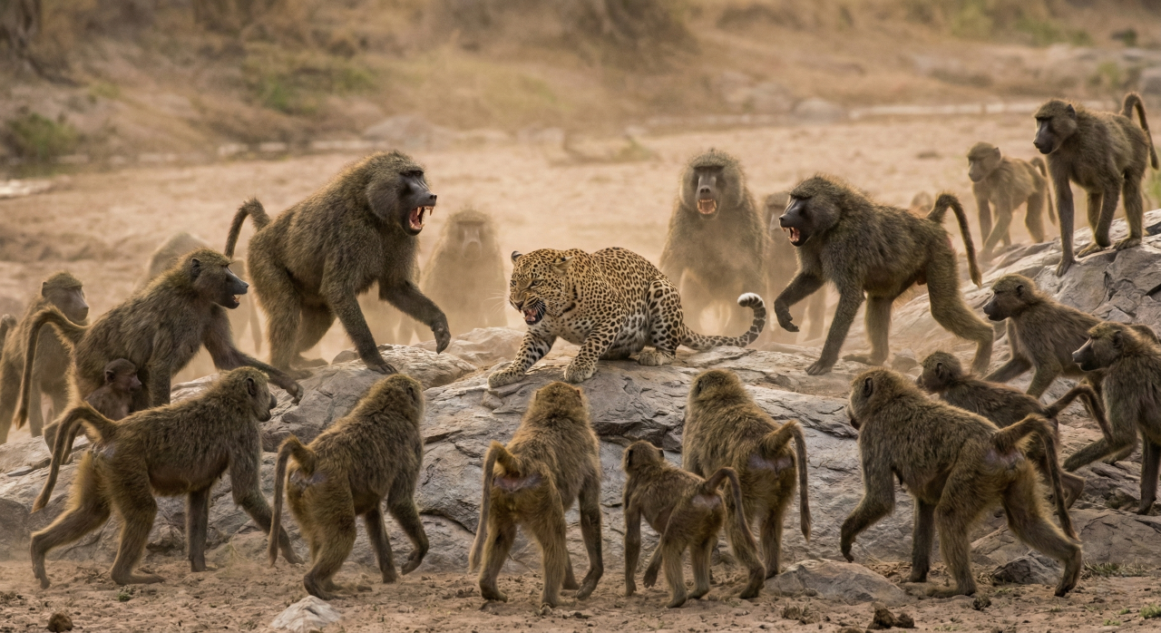 Leopardo dá de cara com bando de babuínos e finge que nem viu