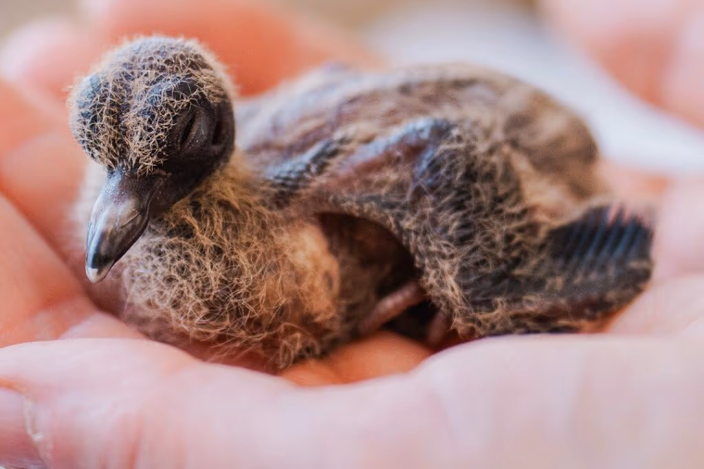 Extinta há 50 anos, pomba-de-socorro tem 8 novos filhotes