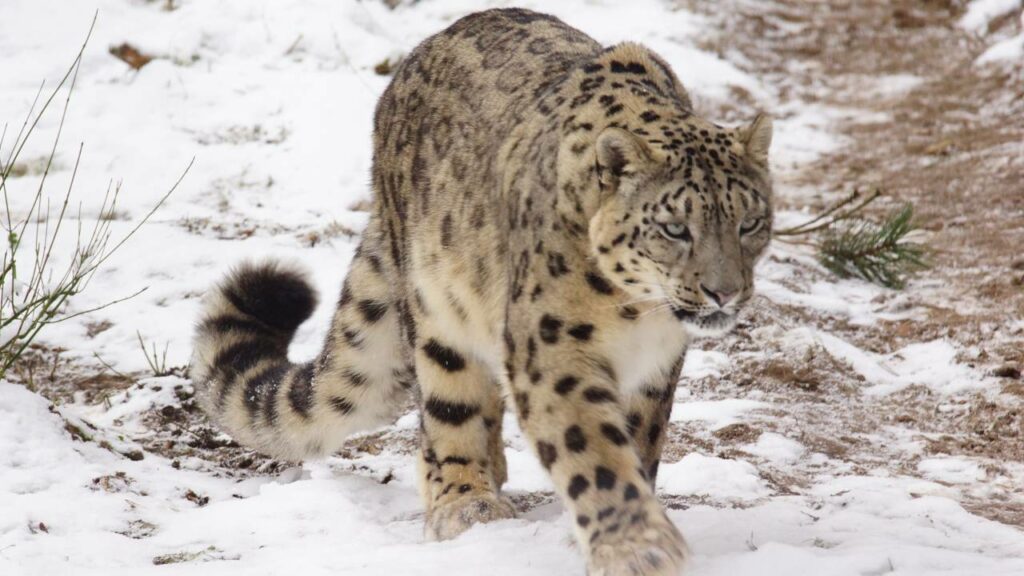 Nas alturas, a leopardo-das-neves arriscou tudo por uma chance contra um íbex enorme