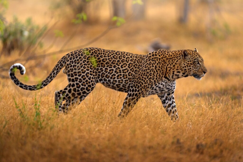 Leopardo: 10 curiosidades sobre esse felino selvagem 