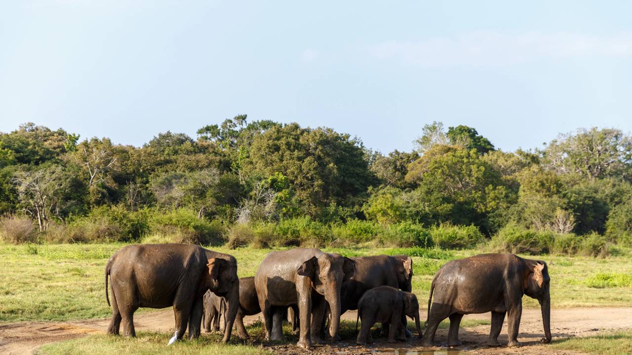 Mamãe elefanta salva filhote de afogamento e manada comemora