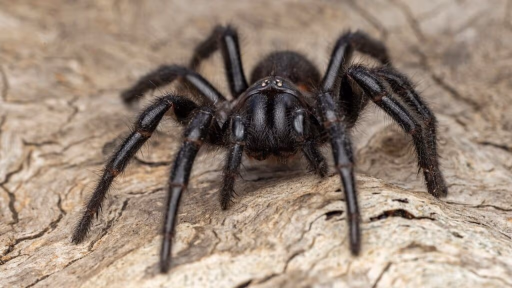 Essa aranha salta do chão como um ninja e ataca em milissegundos sem dar chance à presa