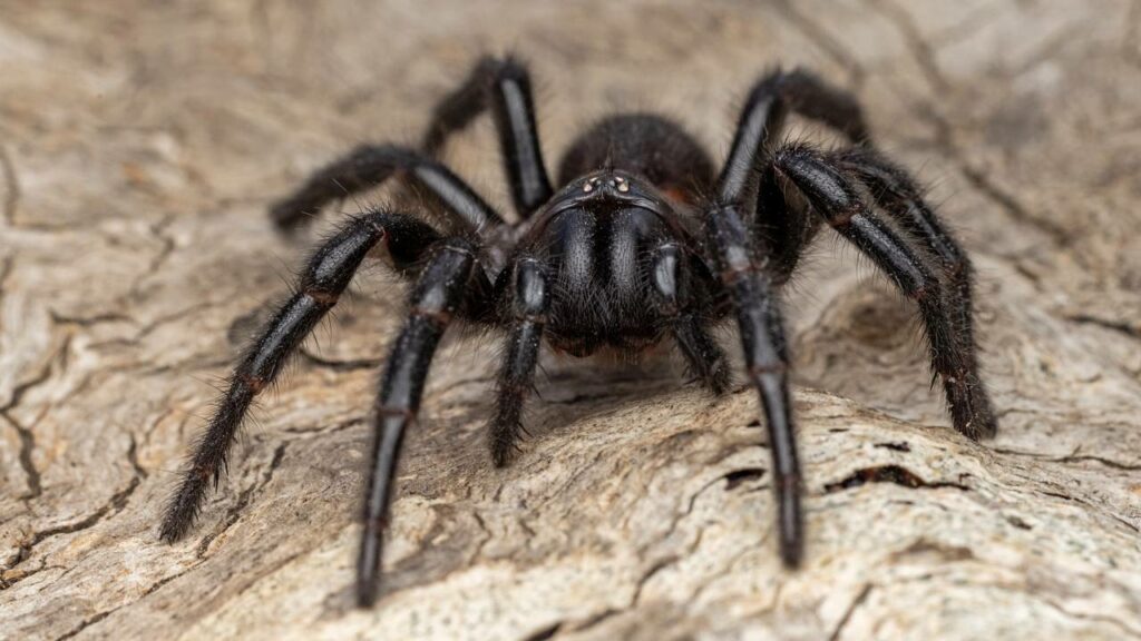 Essa aranha salta do chão como um ninja e ataca em milissegundos sem dar chance à presa