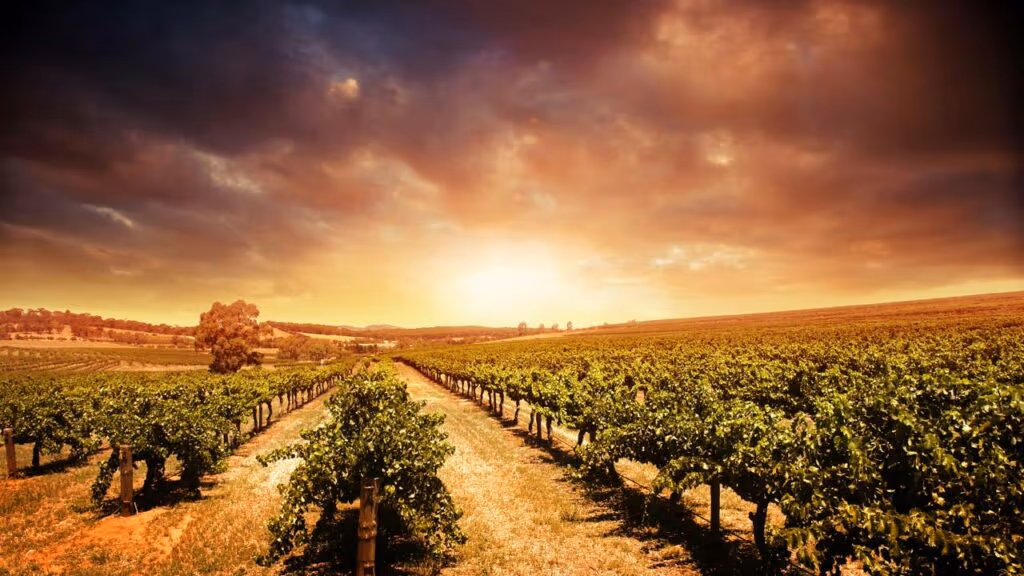 O milagre do vinho chileno no deserto mais seco do mundo