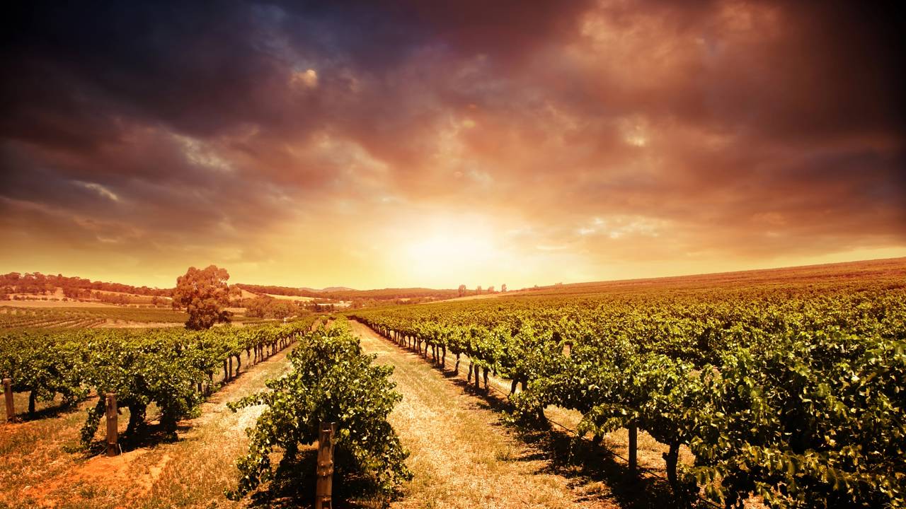 O milagre do vinho chileno no deserto mais seco do mundo