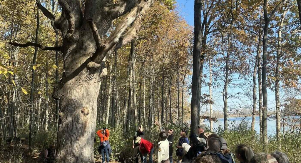 Árvores de 300 anos sobreviveram ao concreto de Detroit