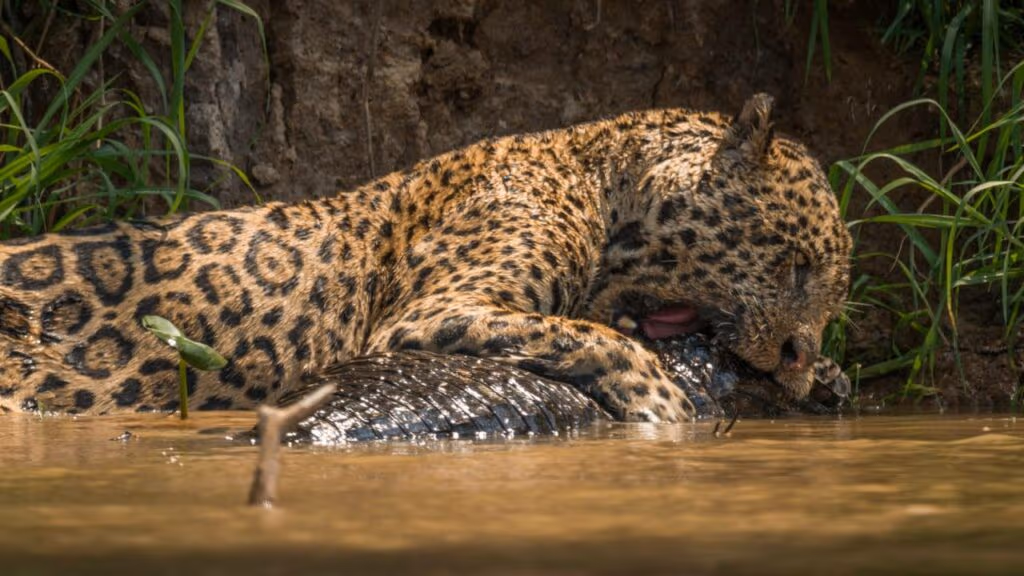 Onça-pintada exibe toda sua estratégia de caça extremamente precisa para predar jacarés