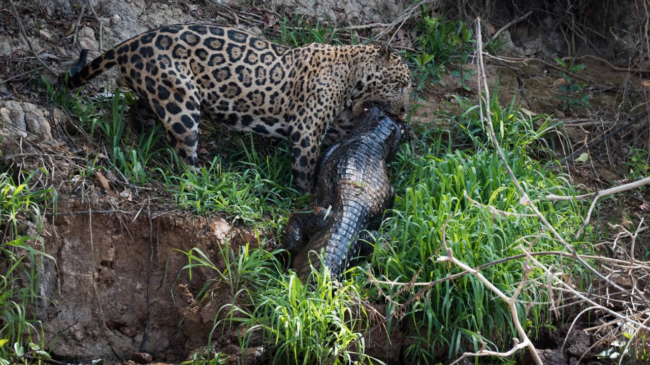 Onça-pintada trava batalha brutal e arrasta jacaré para fora do rio no Pantanal