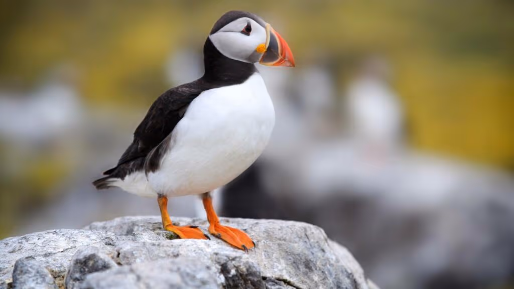 Parece cruel, mas a ciência comprovou que na Islândia, pássaros são arremessados de penhascos para evitar sua extinção