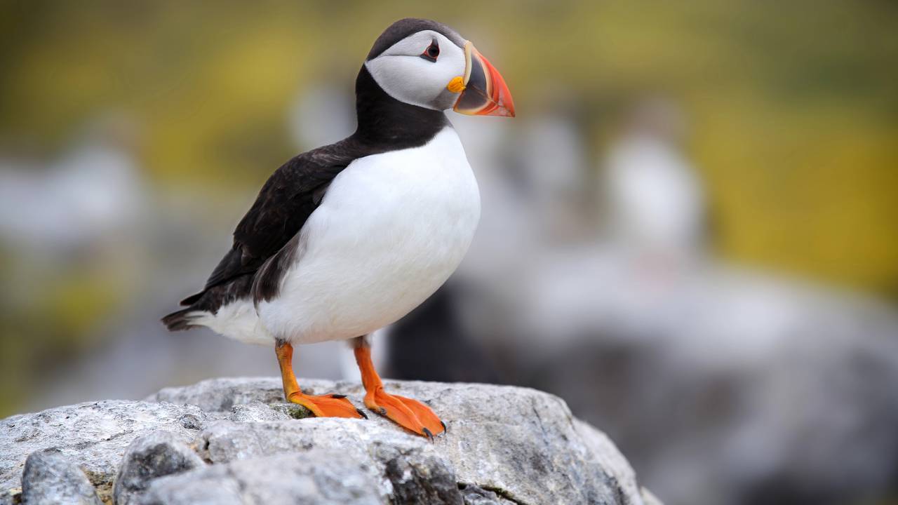 Parece cruel, mas a ciência comprovou que na Islândia, pássaros são arremessados de penhascos para evitar sua extinção