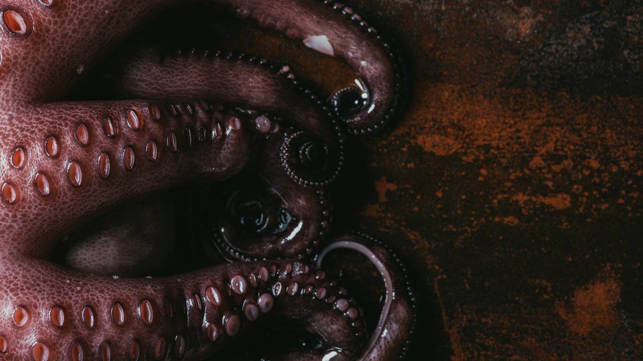 Professor de Oxford revela animal que possivelmente será sucessor dos humanos na Terra: “Espécie construtora de civilizações”