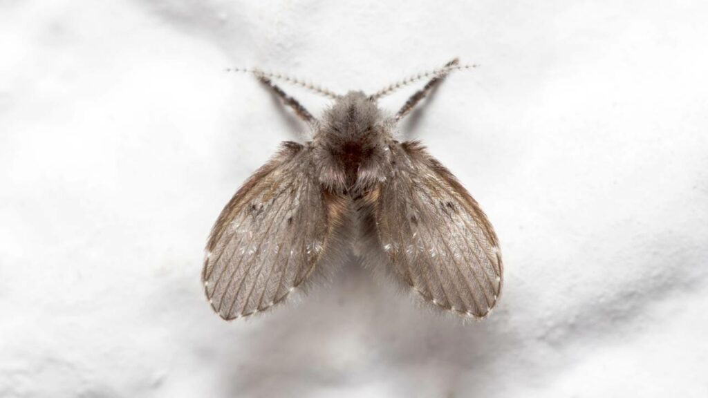 Os Psychodidae nascem no seu próprio banheiro - Créditos: depositphotos.com / ikuko1976