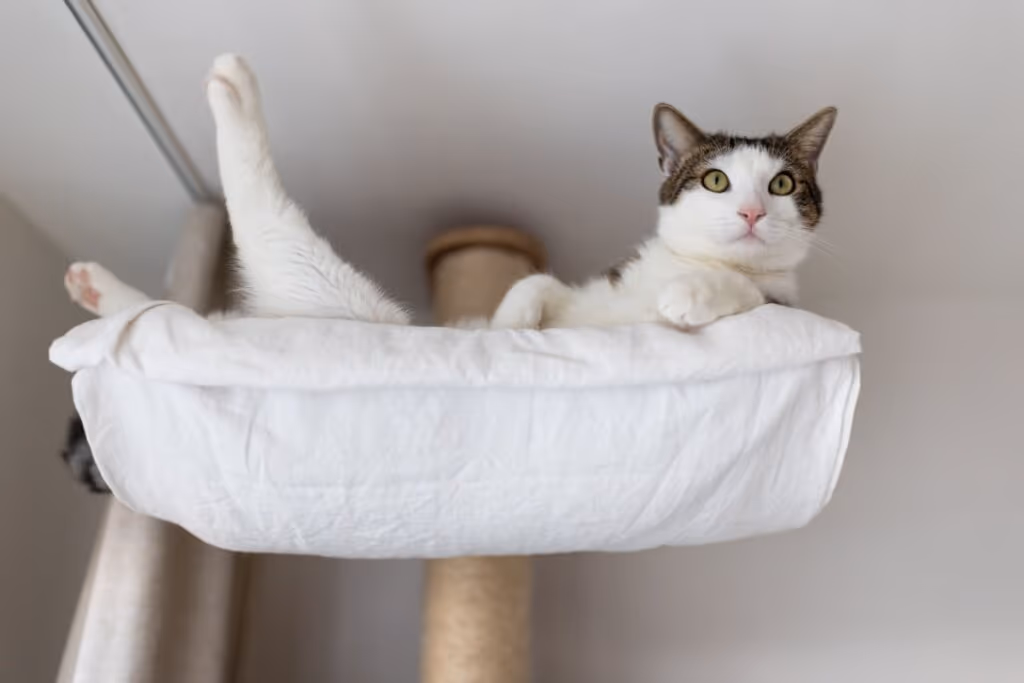 7 dicas para tornar o gato mais sociável