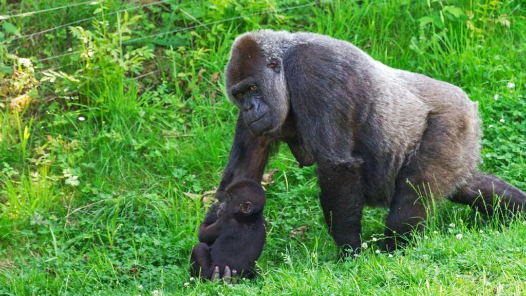 Filhote de gorila é adotada pelo grupo após a morte da mãe