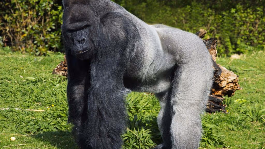 Filhote de gorila é adotada pelo grupo após a morte da mãe