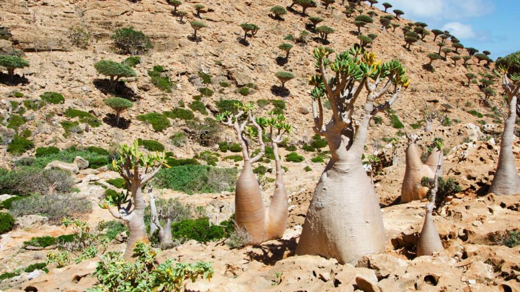 Socotra, o "planeta paralelo" que existe de verdade
