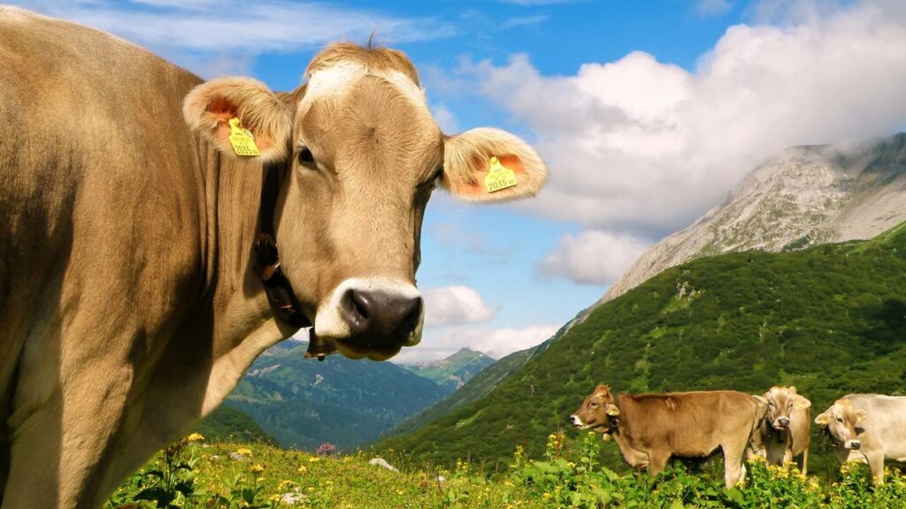 Vaca se torna a primeira "usuária de ferramentas" do mundo bovino