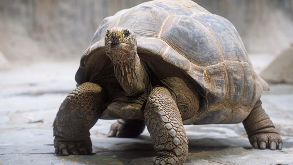 Tartaruga gigante que se pensava extinta um século e símbolo da evolução darwiniana é vista nas Ilhas Galapagos
