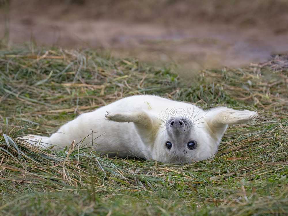 Filhotes de foca encantam com fotos absurdamente fofas