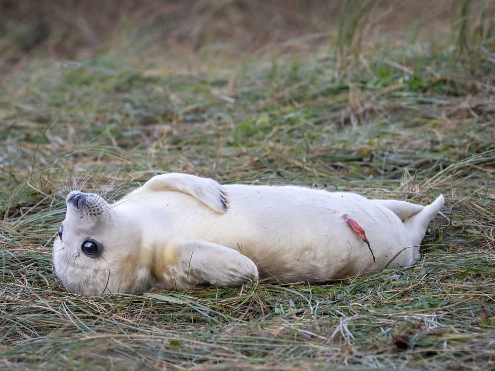 Filhotes de foca encantam com fotos absurdamente fofas