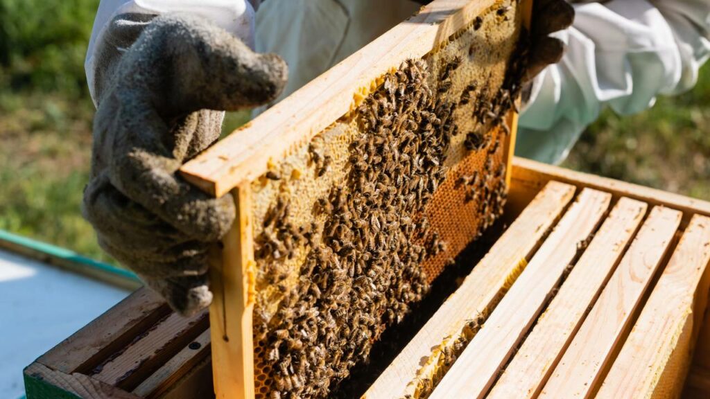A extinção silenciosa das abelhas pode ser o nosso fim