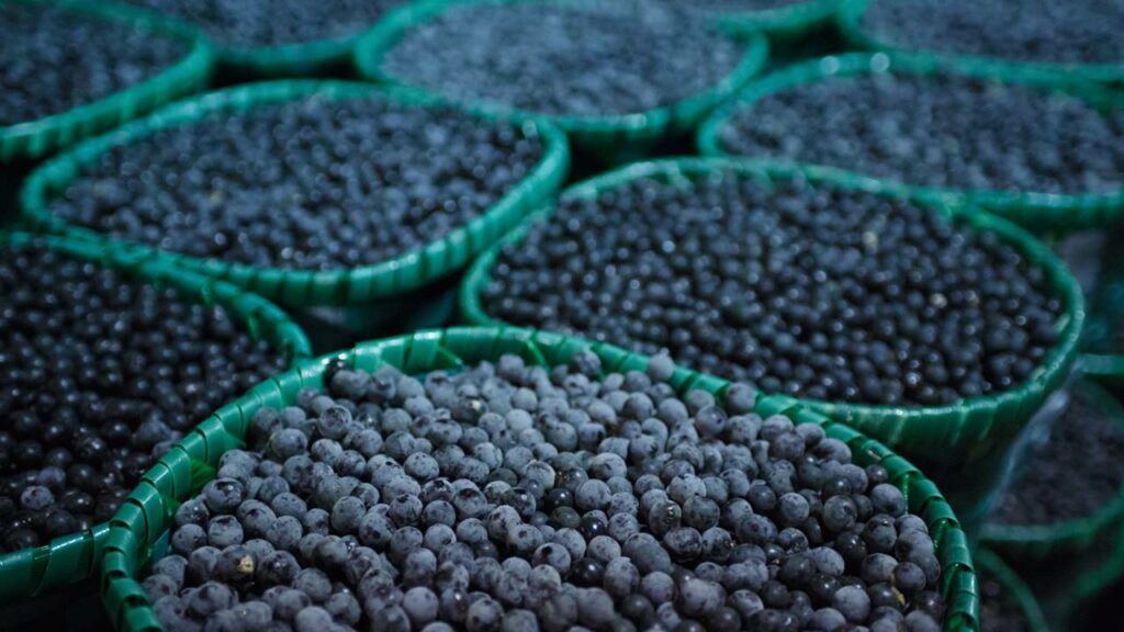 Açaí contaminado mata jovem no Pará