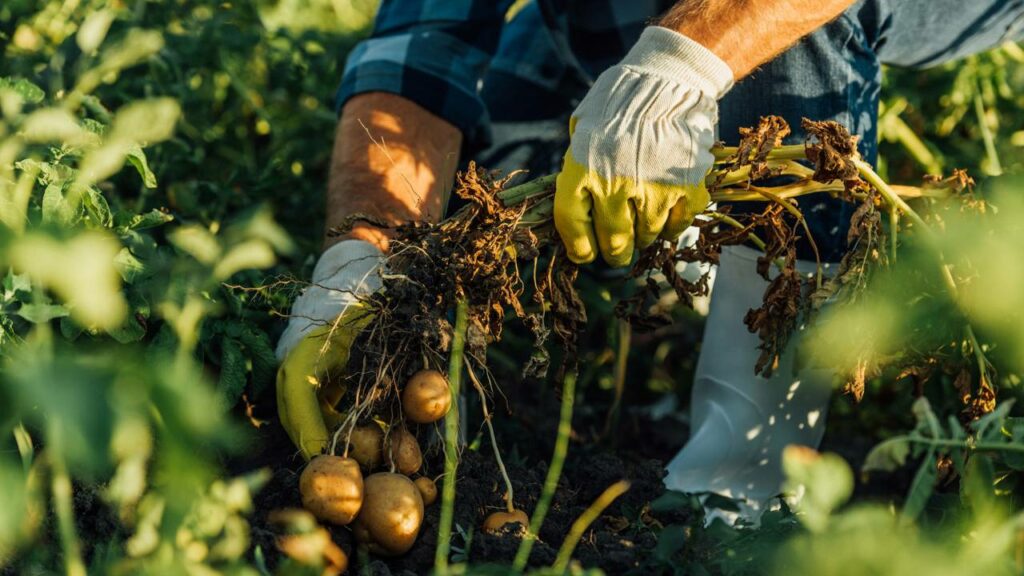 Ela transformou contêineres velhos em fazenda milionária na cidade - Créditos: depositphotos.com / AndrewLozovyi