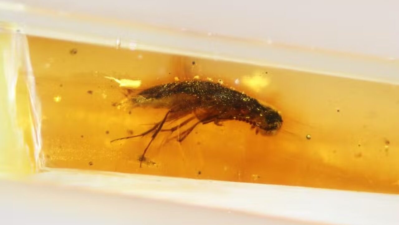 Âmbar de 112 milhões de anos esconde insetos pré-históricos