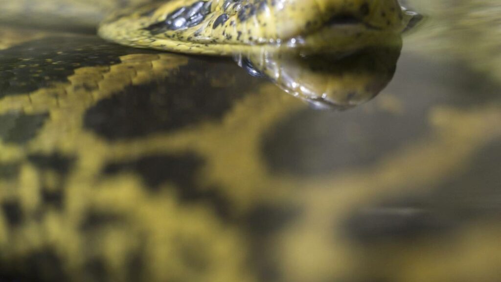 Sucuri é flagrada predando jacaré em rio do Pantanal