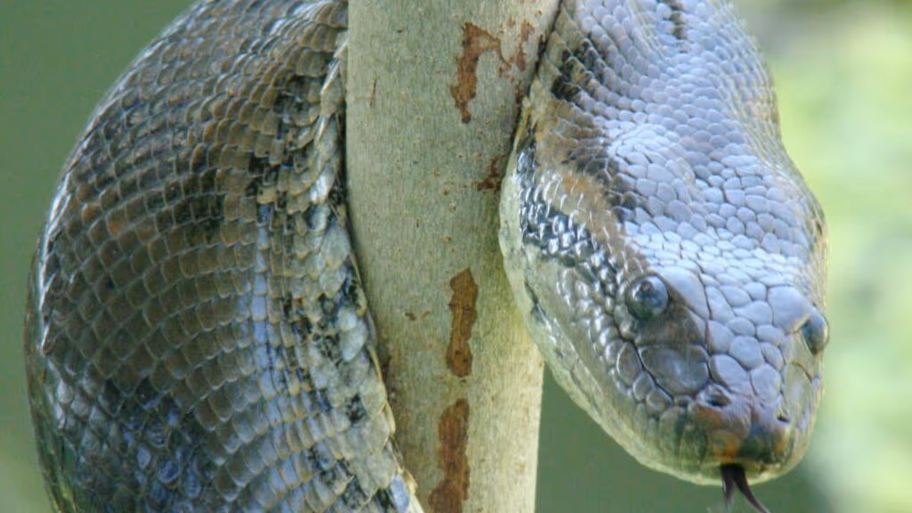 Sucuri é flagrada “pegando carona” em jacaré no Pantanal