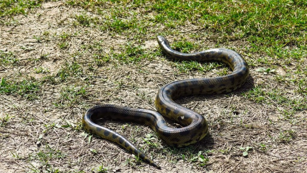 A impressionante sucuri de 5 metros que parou uma rodovia em SP