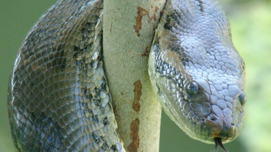 Sucuri é flagrada tentando engolir uma capivara inteira